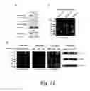 Fig. 22 - GLYCOPEPTIDE AND USES THEREOF