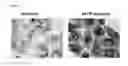 Fig. 19 - Liposome compositions and methods of use thereof