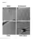 Fig. 22 - Liposome compositions and methods of use thereof