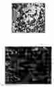 Fig. 01 - Compositions of polymeric myrcene