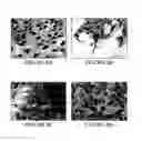 Fig. 13 - Compositions of polymeric myrcene