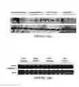 Fig. 26 - Compositions of polymeric myrcene