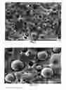 Fig. 04 - Toughened polylactic acid fibers