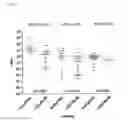 Fig. 06 - Diagnostic transcript and splice patterns of HPV16 in different cervical lesions