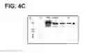 Fig. 08 - COMPOSITIONS, METHODS AND KITS TO DETECT DICER GENE MUTATIONS