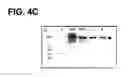 Fig. 09 - COMPOSITIONS, METHODS AND KITS TO DETECT DICER GENE MUTATIONS