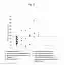Fig. 07 - Method for detecting renal disease comprising measuring human megalin in urine