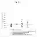 Fig. 22 - Method for detecting renal disease comprising measuring human megalin in urine