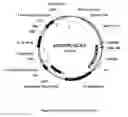 Fig. 07 - Plasmid system for multigene expression