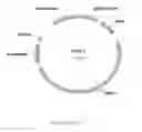 Fig. 07 - Variant CBH2 cellulases