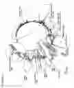 Fig. 02 - Porcine circovirus type 2B isolate and uses thereof