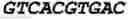 Fig. 03 - MOLECULES ABLE TO MODULATE THE EXPRESSION OF AT LEAST A GENE INVOLVED IN DEGRADATIVE PATHWAYS AND USES THEREOF