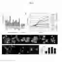 Fig. 06 - MOLECULES ABLE TO MODULATE THE EXPRESSION OF AT LEAST A GENE INVOLVED IN DEGRADATIVE PATHWAYS AND USES THEREOF