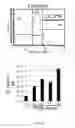 Fig. 19 - MOLECULES ABLE TO MODULATE THE EXPRESSION OF AT LEAST A GENE INVOLVED IN DEGRADATIVE PATHWAYS AND USES THEREOF