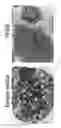 Fig. 23 - MOLECULES ABLE TO MODULATE THE EXPRESSION OF AT LEAST A GENE INVOLVED IN DEGRADATIVE PATHWAYS AND USES THEREOF