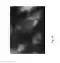 Fig. 24 - MOLECULES ABLE TO MODULATE THE EXPRESSION OF AT LEAST A GENE INVOLVED IN DEGRADATIVE PATHWAYS AND USES THEREOF