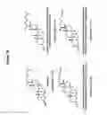 Fig. 80 - Reduced size self-delivering RNAi compounds