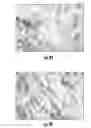 Fig. 10 - FABRICATION OF NANOFIBER REINFORCED STRUCTURES FOR TISSUE ENGINEERING