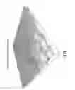 Fig. 23 - FABRICATION OF NANOFIBER REINFORCED STRUCTURES FOR TISSUE ENGINEERING