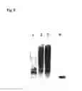 Fig. 07 - Method for detecting and quantifying endogenous wheat DNA sequence