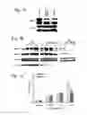 Fig. 02 - COMPOSITIONS, METHODS AND USES FOR  MODULATION OF BRCA 1