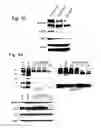 Fig. 06 - COMPOSITIONS, METHODS AND USES FOR  MODULATION OF BRCA 1