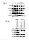 Fig. 07 - COMPOSITIONS, METHODS AND USES FOR  MODULATION OF BRCA 1