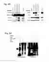 Fig. 08 - COMPOSITIONS, METHODS AND USES FOR  MODULATION OF BRCA 1