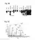 Fig. 09 - COMPOSITIONS, METHODS AND USES FOR  MODULATION OF BRCA 1