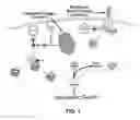 Fig. 02 - Design, synthesis and evaluation of procaspase activating compounds as personalized anti-cancer drugs