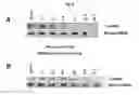 Fig. 07 - DESIGN OF SMALL-INTERFERING RNA