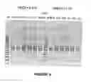 Fig. 06 - Antisense oligonucleotides for inducing exon skipping and methods of use thereof