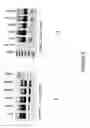 Fig. 09 - Antisense oligonucleotides for inducing exon skipping and methods of use thereof