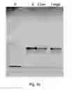 Fig. 37 - Bioactive compositions from plants and processes for their production and use