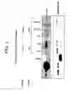 Fig. 02 - Methods of Inducing Terminal Differentiation