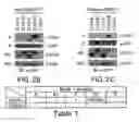 Fig. 04 - NOVEL AUTOGRAPHY REGULATORS ATG14L AND RUBICON