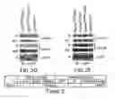Fig. 05 - NOVEL AUTOGRAPHY REGULATORS ATG14L AND RUBICON