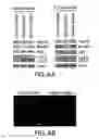 Fig. 07 - NOVEL AUTOGRAPHY REGULATORS ATG14L AND RUBICON