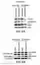Fig. 11 - NOVEL AUTOGRAPHY REGULATORS ATG14L AND RUBICON
