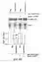 Fig. 12 - NOVEL AUTOGRAPHY REGULATORS ATG14L AND RUBICON