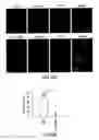 Fig. 13 - NOVEL AUTOGRAPHY REGULATORS ATG14L AND RUBICON