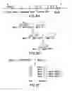 Fig. 19 - NOVEL AUTOGRAPHY REGULATORS ATG14L AND RUBICON
