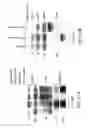 Fig. 23 - NOVEL AUTOGRAPHY REGULATORS ATG14L AND RUBICON