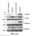 Fig. 25 - NOVEL AUTOGRAPHY REGULATORS ATG14L AND RUBICON