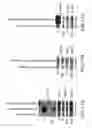 Fig. 29 - NOVEL AUTOGRAPHY REGULATORS ATG14L AND RUBICON