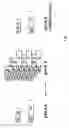Fig. 09 - Method of producing polymers of spider silk proteins