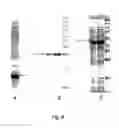 Fig. 10 - Method of producing polymers of spider silk proteins