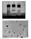 Fig. 06 - Coenzyme Q10 nanoparticles, preparation method thereof and composition containing said nanoparticles