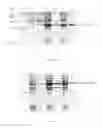 Fig. 06 -  dTDP-BETA-D-FUCOFURANOSE, ITS PREPARATION METHOD AND USE