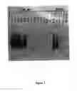 Fig. 06 - Synthesis of long-chain polyunsaturated fatty acids by recombinant cells